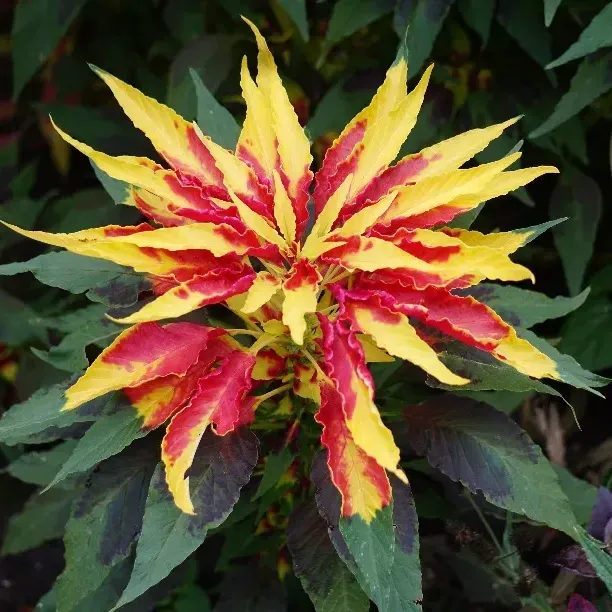 thumbnail for publication: Amaranthus tricolor: Joseph's Coat Amaranth, Fountain Plant